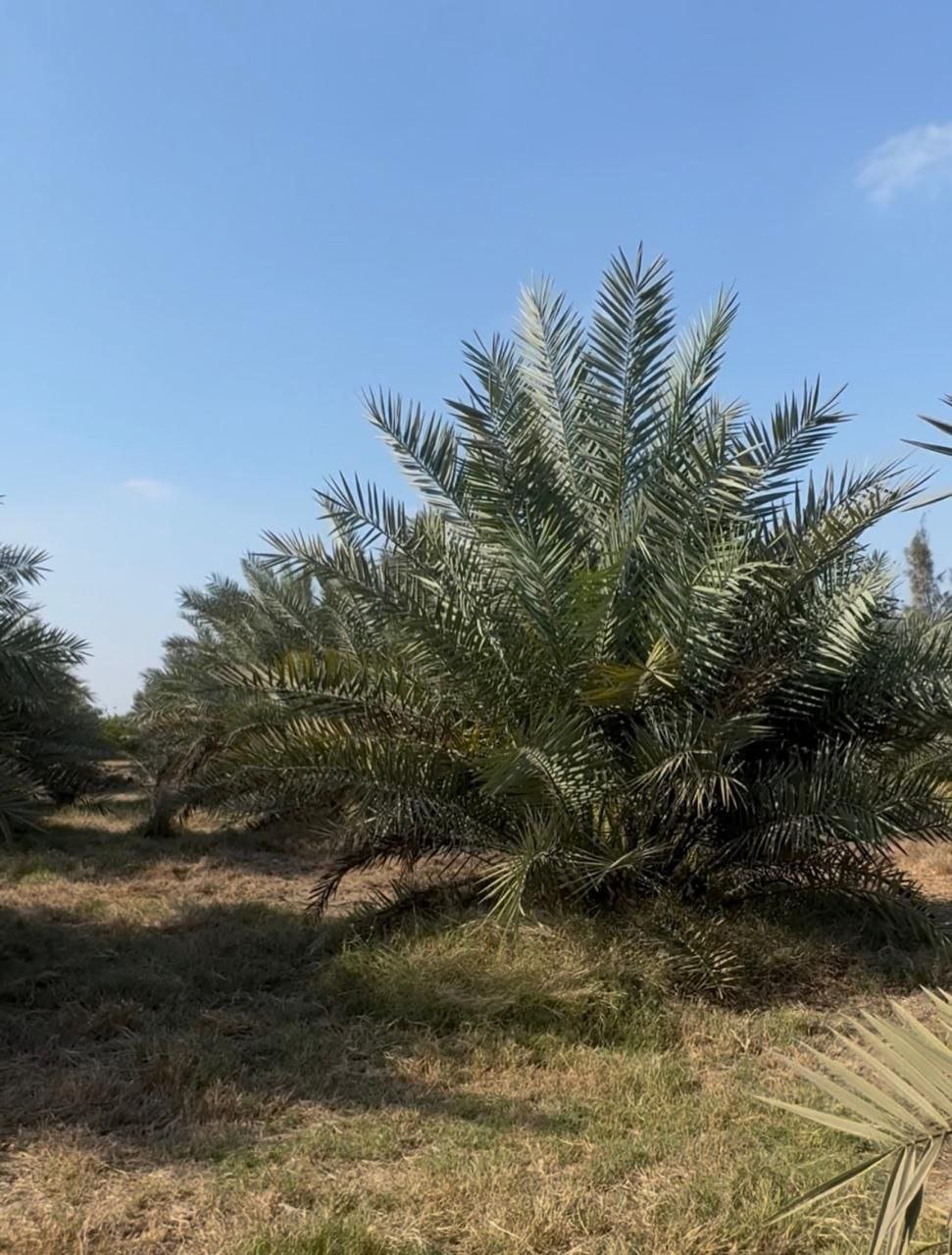 متابعة فنية في مزرعة الكادي